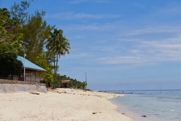 beach with palm trees