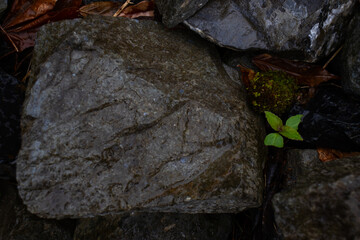 leaf on stone