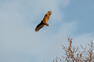 vulture in flight