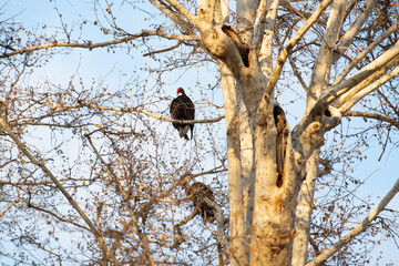 Vulture in a tree