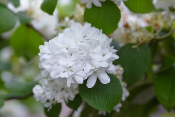 Japanese snowball blossoms. Adoxaceae deciduous shrub. Many white ornamental flowers bloom from May to June.