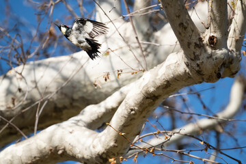 woodpecker flying
