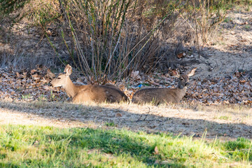 two deer resting