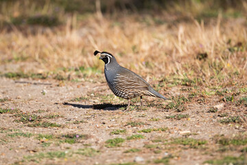 quail on the ground