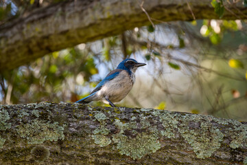 Bluejay on a branch