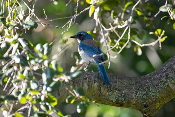 Bluejay in the sunlight