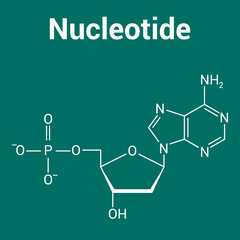 chemical structure of DNA nucleotide