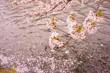 Pink Sakura, Cherry Blossoms blooming at Moat of Hirosaki Castle in Aomori, Japan - 日本 青森 弘前城 西濠 桜の花
