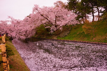 Pink Cherry Blossom Petal Carpet or Hanaikada on the Pond Moat of Hirosaki Castle in Aomori, Japan - 日本 青森 弘前城 お濠 桜の花 花筏