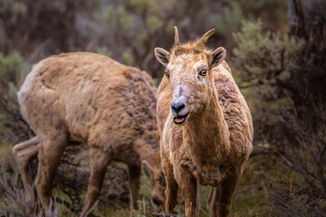 Fototapeta premium 2022-05-05 A BIG HORN SHEEP LOOKING STRAIGHT ON WITH SMALL HORNS OPEN MOUTH AND NICE EYES AND A BLURRY BACKGROUND IN YELLOWSTONE NATIONAL PARK