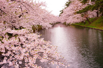 Obraz na płótnie Canvas Pink Sakura or Cherry Blossom Flowerand Sotobori Moat of Hirosaki Castle in Aomori, Japan - 日本 青森 弘前城 外濠 桜