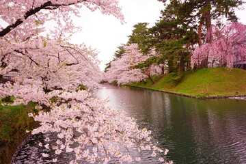 Obraz na płótnie Canvas Pink Sakura or Cherry Blossom Flowerand Sotobori Moat of Hirosaki Castle in Aomori, Japan - 日本 青森 弘前城 外濠 桜
