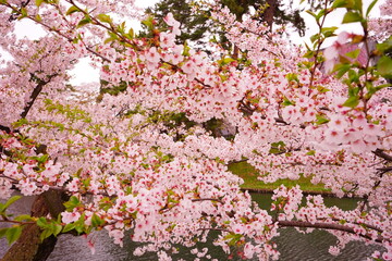 Pink Sakura or Cherry Blossom Tunnel and Moat at Hirosaki Castle in Aomori, Japan - 日本 青森 弘前城 お濠 桜のトンネル