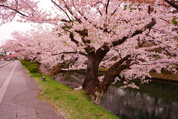 Pink Sakura or Cherry Blossom Tunnel and Moat at Hirosaki Castle in Aomori, Japan - 日本 青森 弘前城 お濠 桜のトンネル