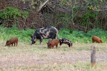 Wild hogs at San Benito Campground