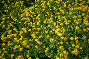 Fototapeta premium Field of yellow dandelion flowers. Blooming dandelion.