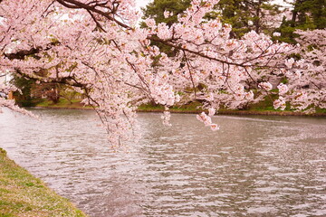 Obraz na płótnie Canvas Pink Sakura or Cherry Blossom Tunnel and Moat of Hirosaki Castle in Aomori, Japan - 日本 青森 弘前城 西濠 桜のトンネル 