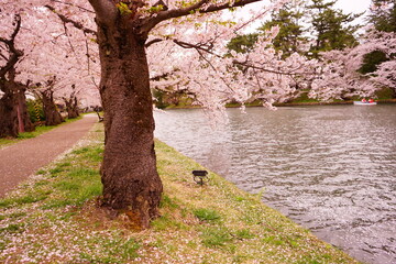 Pink Sakura or Cherry Blossom Tunnel and Moat of Hirosaki Castle in Aomori, Japan - 日本 青森 弘前城 西濠 桜のトンネル 