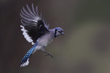 Blue Jays in flight on pouring rain spring day around feeder hoping for food