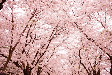 Pink Sakura or Cherry Blossom Tunnel at Hirosaki Castle in Aomori, Japan - 日本 青森 弘前城 桜のトンネル