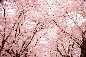日本 青森県 弘前 弘前城 岩木山 桜の花