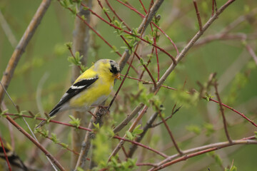 Fototapeta premium Male and Female goldfinches half way through molt on a spring day flapping and fighting over food and mates 