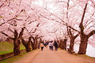 Pink Sakura or Cherry Blossom Tunnel at Hirosaki Castle in Aomori, Japan - 日本 青森 弘前城...