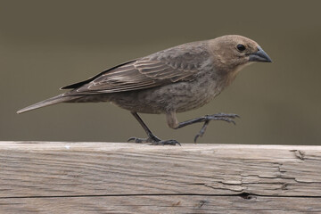 Cowbirds hanging around, male and female on bright spring day eating bird seed and pairing up for mating season. 