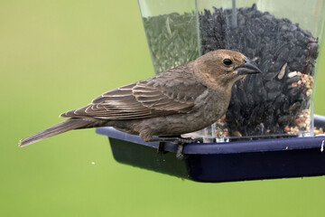 Cowbirds hanging around, male and female on bright spring day eating bird seed and pairing up for mating season. 