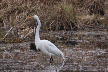 Egret in swamp fishing for food on overcast spring day