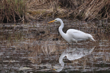 Egret in swamp fishing for food on overcast spring day