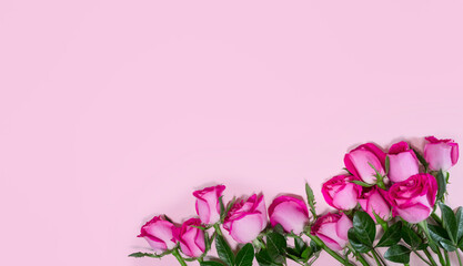 Fototapeta na wymiar Banner con rosas sobre fondo rosa.