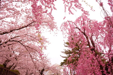  Drooping Pink Sakura or Cherry Blossom Flower at Hirosaki Castle in Aomori, Japan - 日本 青森 弘前城 しだれ桜
