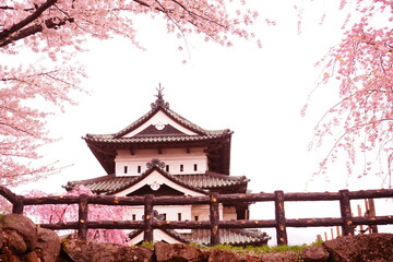 Fototapeta premium Hirosaki Castle surrounded by Pink Sakura or Cherry Blossom in Aomori, Japan - 日本 青森 弘前城 桜の花