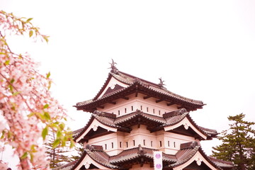 Hirosaki Castle surrounded by Pink Sakura or Cherry Blossom in Aomori, Japan - 日本 青森 弘前城 桜の花