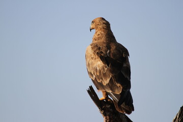 後ろ姿も凛々しいタウニーイーグル
