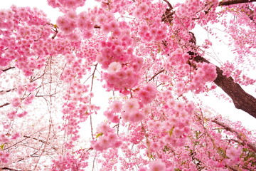 Drooping Pink Sakura or Cherry Blossom Flower at Hirosaki Castle in Aomori, Japan - 日本 青森 弘前城 しだれ桜