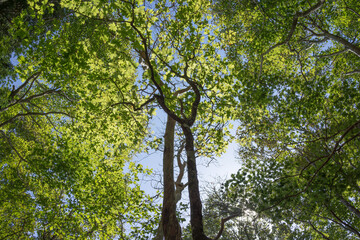 Young trees in the forest, low angle