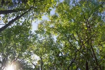 leaves against the sky