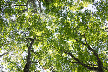 trees in the forest