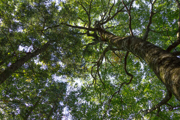 oak and other trees in the forest, low angle