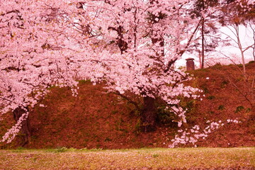 Line of Pink Sakura or Cherry Blossom Flower Tree and Moat of Hirosaki Castle in Aomori, Japan - 日本 青森 弘前城 北濠 桜 並木道