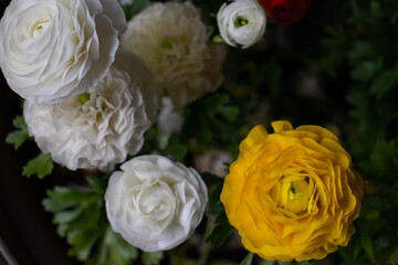 yellow and white flowers in the garden