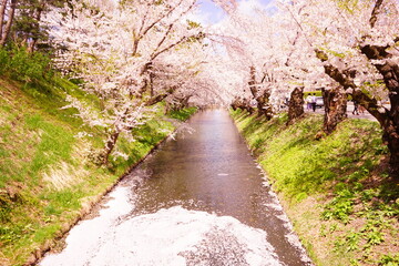 Fototapeta premium Line of Pink Sakura or Cherry Blossom Flower Tree and Moat of Hirosaki Castle in Aomori, Japan - 日本 青森 弘前城 北濠 桜 並木道