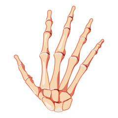 Hands Skeleton Human front back view. Set of carpals, wrist, metacarpals, phalanges. Anatomically correct 3D realistic flat natural color concept Vector illustration isolated on white background