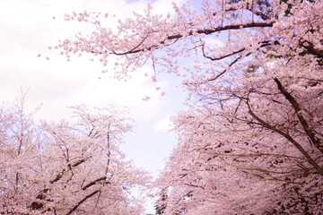 Pink Sakura or Cherry Blossom Flower at Hirosaki Castle in Aomori, Japan - 日本 青森 弘前城 桜の花