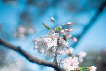 桜