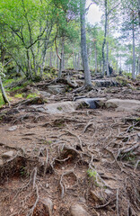Trees growing on the stones in Norwegian forest. Green leaves, grey rocks and picturesque tree roots.