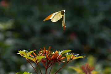 butterfly on flower