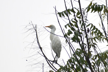 great white heron